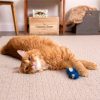 Chatty Chirp Cat Toy | Toys Cat Cat