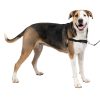 Easy Walk Adjustable Black & Silver Harness | Collars, Leashes & Harnesses Collars, Leashes & Harnesses Collars, Leashes & Harnesses