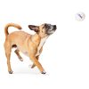 Hi Bounce Ball Dog Toy | Toys Dog Dog