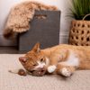 Mouser Mayhem Cat Toys | Toys Cat Cat