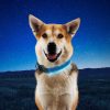 NiteDog Rechargeable LED Blue Dog Collar | Collars, Leashes & Harnesses Collars, Leashes & Harnesses Collars, Leashes & Harnesses