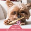 No-Hide Wild-Caught Salmon Stix Natural Rawhide Alternative Dog & Cat Chew / 10 pack | Treats Bones & Chews Cat