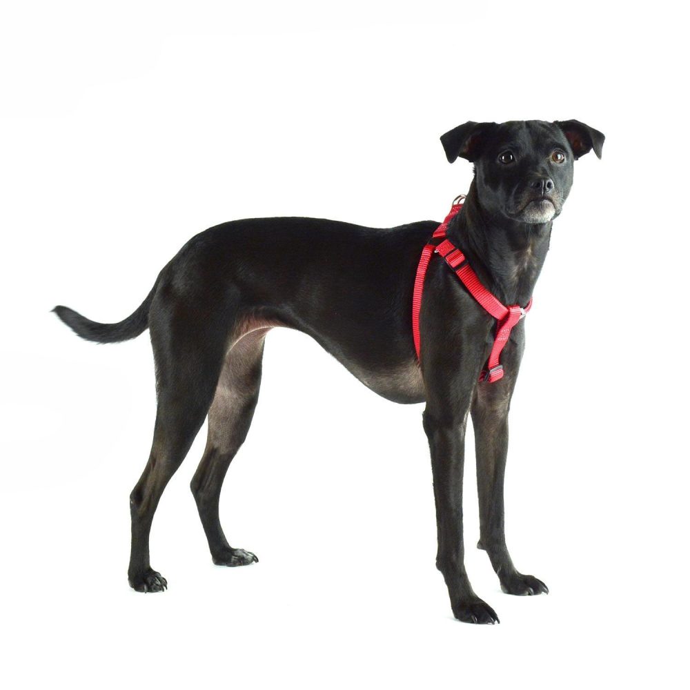 Nylon Adjustable Red Dog Harness | Collars, Leashes & Harnesses Collars, Leashes & Harnesses Collars, Leashes & Harnesses