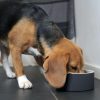 Slow Feed Black Bowl | Bowls & Feeding Bowls & Feeding Bowls & Feeding