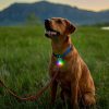 Spotlit Rechargeable Carabiner Light – Disc-O Tech | Collars, Leashes & Harnesses Collars, Leashes & Harnesses Collars, Leashes & Harnesses