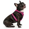 The Everything Mesh Dog Harness Pink | Collars, Leashes & Harnesses Collars, Leashes & Harnesses Collars, Leashes & Harnesses