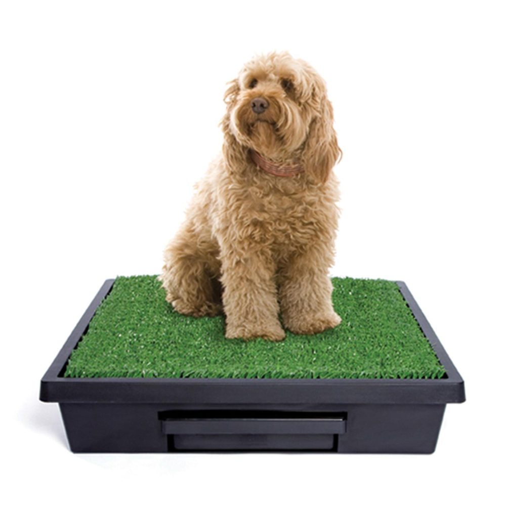 The Pet Loo | Training & Behaviour Dog Dog