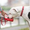 Water Bottle Red | Bowls & Feeding Bowls & Feeding Bowls & Feeding